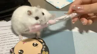 [Animal] [Hamster] Playing with a Pen