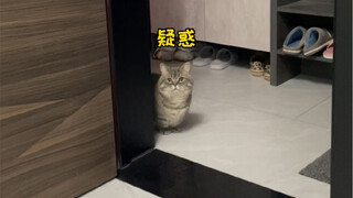 猫咪随叫随到测试