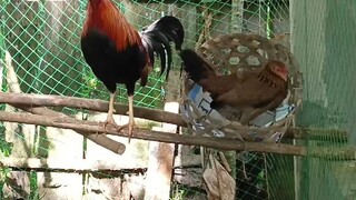 #breeding #SuperAlvisgamefarm
