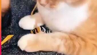 he though his cat to laugh