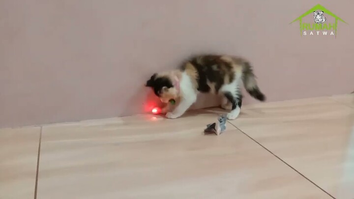 Kucing Lucu Bermain Bola