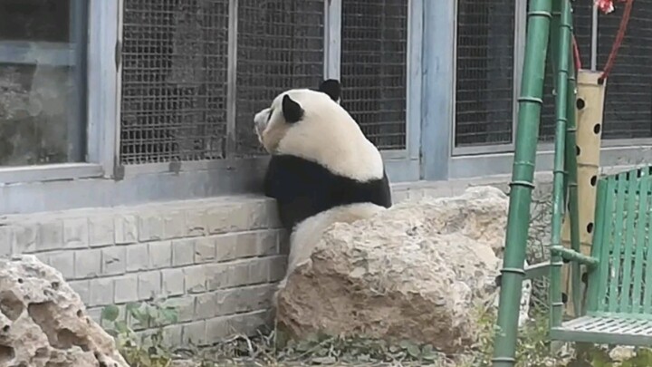 Panda Besar|Rekaman Keseharian
