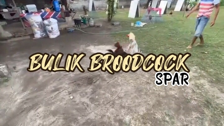 BTBF BULIK Broodcock