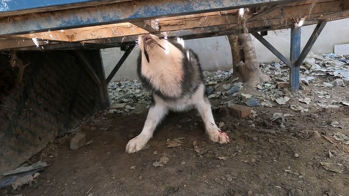 乱套了彻底乱套了，整个豫西北乱成一锅粥，皮子恩佐小虎相继负伤