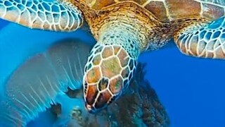 Beautiful underwater life