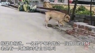 男子每天过街被黄狗追着咬，无奈召出自家恶犬，脖戴钢链气势碾压