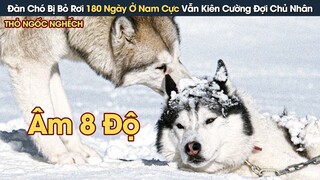 [Review Phim] Đàn Chó Bị Bỏ Rơi 180 Ngày Ở Nam Cực Vẫn Kiên Cường Mong Đợi Chủ Nhân