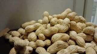 Counting Chinese peanut😁