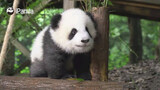 Binatang|Keseharian Panda Besar