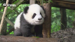 Animals|Panda Daily