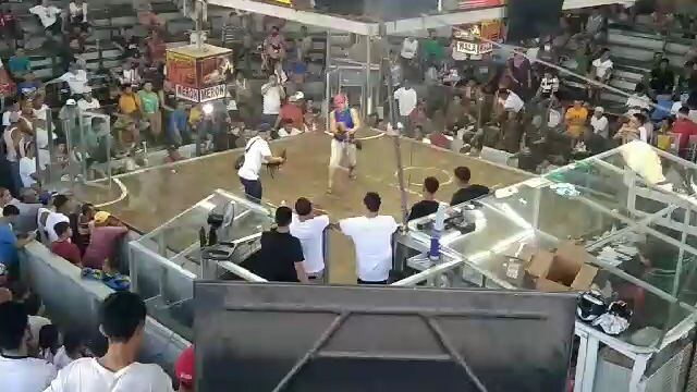 GUIGUINTO CACK FIGHT WIN PO TAYO USING OUR NEW META BREED