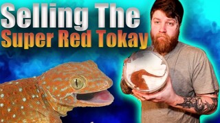 Saying Goodbye To The Super Red Tokay Gecko