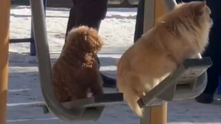 Two dogs are waiting for their grandfather to finish playing chess so they can play on the swings!