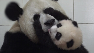 【Panda】My Child, Why Are You Pushing away My Face?