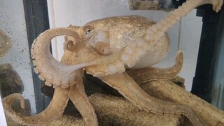 Cthulhu the octopus