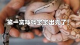 【球蟒蛋更新】粉嫩小球蟒和金属色小球蟒你喜欢哪个呢？第一窝球蟒蛋