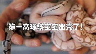 【球蟒蛋更新】粉嫩小球蟒和金属色小球蟒你喜欢哪个呢？第一窝球蟒蛋