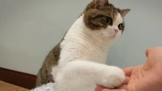 How to Ignite a Docile Cat
