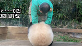 Panda Fu Bao | Cara Baru "Mengumpulkan" Panda