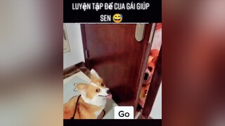 Luyện tập để cua gái giúp sen 😅foryou yeudongvat thucung animals pet fyp thucungvuinhon fypシ dog