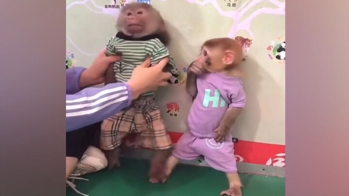 ลิงสองตัวนี้น่ารักๆ