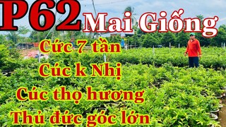 mai vàng chơi tết p62 | 0327950569 Hoàng Lanh | cúc 7 tần- cúc k nhị 250k/2c _ cúc thọ hương....