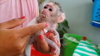 No, I Don't Need It!! Tiny adorable Luca doesn't want to taste the banana  He tries to refuse Mom