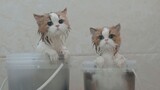 挑战同时给两只大猫洗澡！