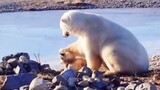 [Animal] Warm and cute animals!