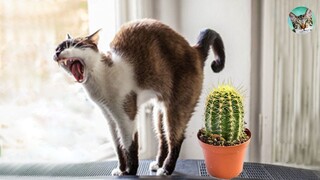 🐶🐱 Funny Cat Reaction Videos - Try Not To Laugh| Amazing Animals