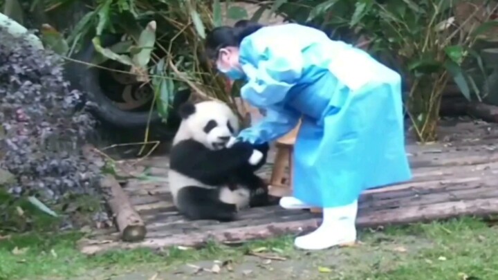 Panda Jixiao bermain botol susu
