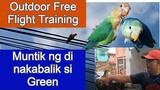OUTDOOR FREE FLIGHT Training ni Green and Parekoy | Muntik ng di nakababa si Green.