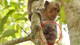 Touching My Heart! Monkey Sean Got Hard Attacked By Dog Till Got Big Injury, Baby Very Hurt Leg