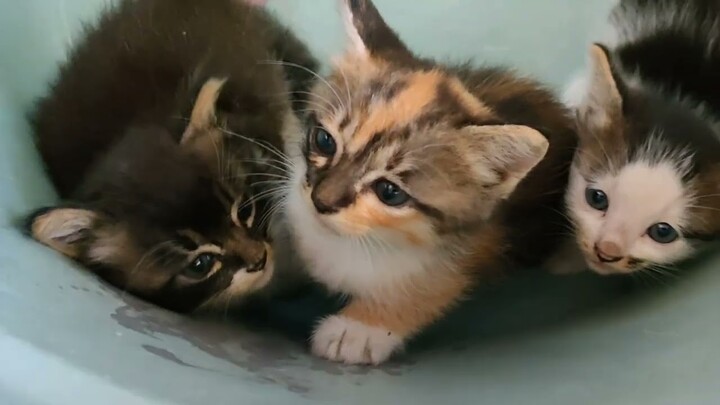 Jesika junior... lucu-lucu..