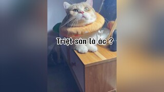 Anh vẫn ổn nha các emmmm mèo cat