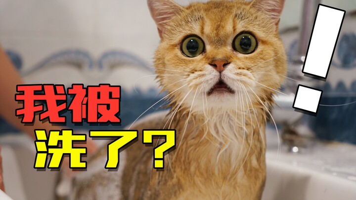 三年没洗的猫，洗澡一脸懵！