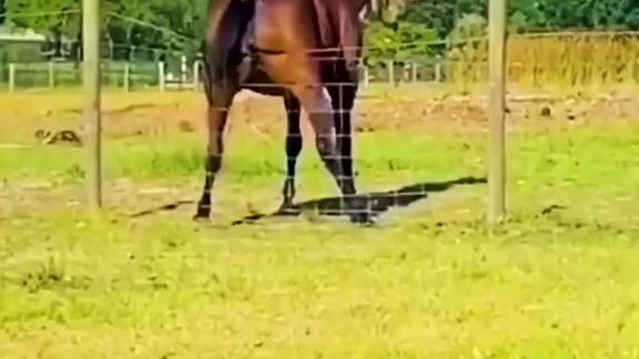 #funny_video