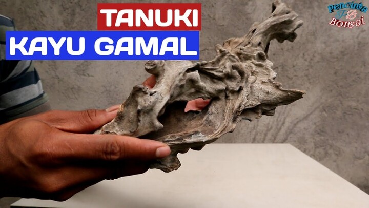 Tanuki cemara sinensis