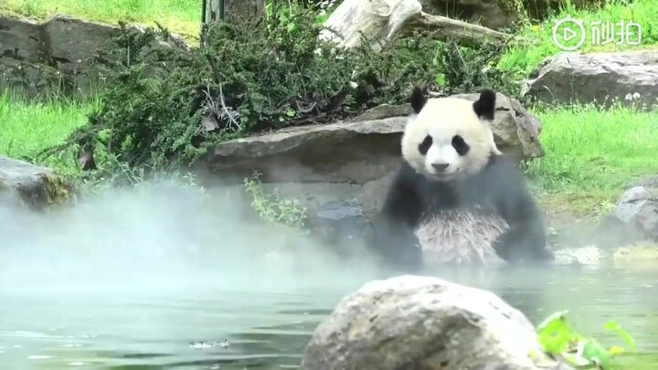 【熊猫圆梦】法国出生的圆梦完全是贵公子生活，大泳池泡澡舒服