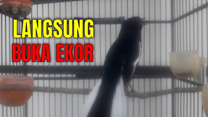 1 Menit Saja BIKIN KACER BETINA Gacor BUKA EKOR