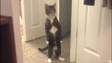 [Động vật]Mèo của tôi hành động như con người phải làm sao...