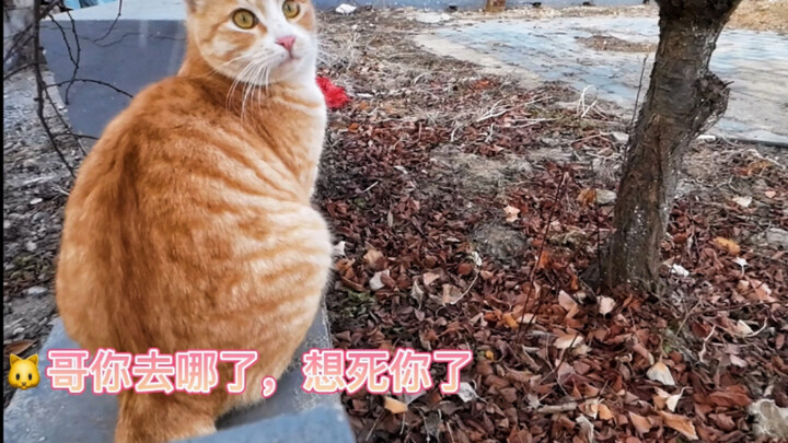 给猫戴上摄像头，发现猫咪间也会拉帮结派的笑死了