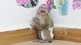 Baby Monkey Maku Crying Loudly Because Mom Drop Him Down Go To Take Banana For Him