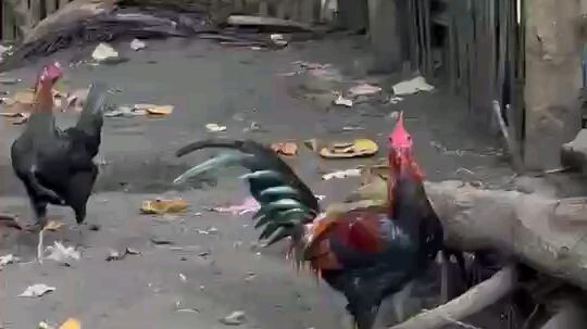 soonbroodstag