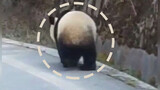 Si Chuan Ya An. Panda liar berjalan santai di tepi jalan.