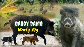 BABOY DAMO | WARTY PIG | Tenrou21