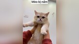 Mỗi lần cầm được nhúm lông mèo là lại thấy sợ :)) meow mèocute meomeo cat mèo tiktok meohay nammeo
