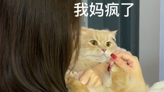 抱猫的新动作，快试试，幸福感爆棚