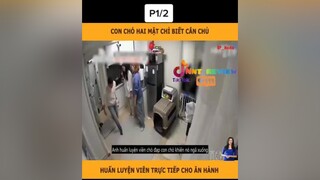 con chó 🐶 hai mặt chỉ biết căn chủ mereviewphim reviewphimhay nntreview2 reviewphim