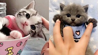 Cute Kittens In The World